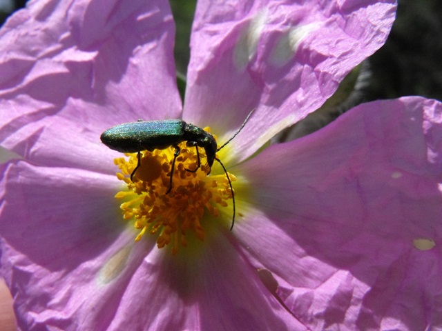 Coleottero su Cistus: probabile  Chrysanthia (Oedemeridae)